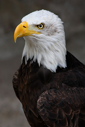 Bald eagle